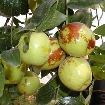 Green-Brown Jujube Fruit Seeds for Planting - Delicious Jujube Tree for Your Garden, Heirloom Seeds