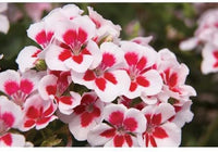Red & White Geranium Flower Seeds for Planting ƒ?? Heirloom, Non-GMO