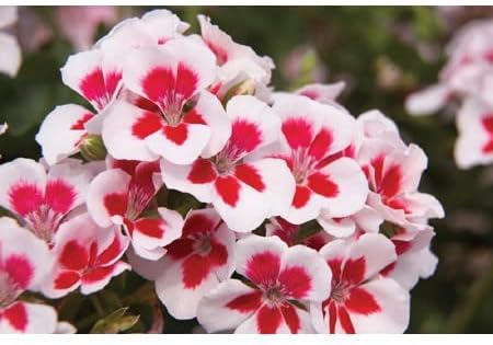 Red & White Geranium Flower Seeds for Planting – Heirloom, Non-GMO