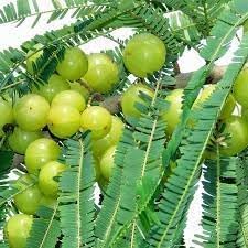 New Fresh 80pcs Amla Fruit Seeds - Cultivate Ayurvedic Superfruit for Health & Wellness 100 Pcs pcs