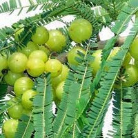 New Fresh 80pcs Amla Fruit Seeds - Cultivate Ayurvedic Superfruit for Health & Wellness 100 Pcs pcs