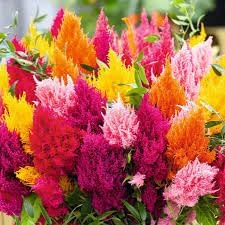 Pampas Flower Seeds for Planting - NON GMO Seeds