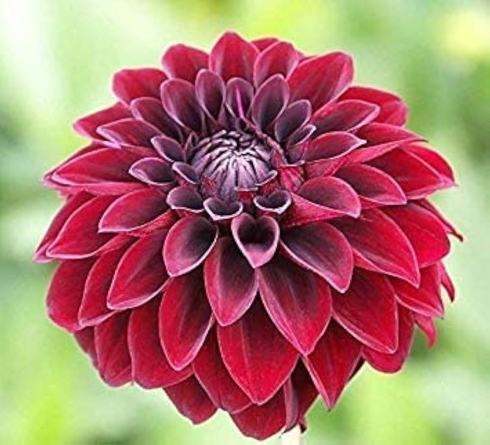 Arabian Night Dahlia Flower Seeds for Planting - Heirloom and Non-GMO garden seeds seeds for planting in home garden