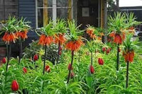 Organic Imperialis Flower Seeds for Planting – Heirloom, Non-GMO for planting in your garden.