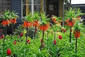Organic Imperialis Flower Seeds for Planting ƒ?? Heirloom, Non-GMO