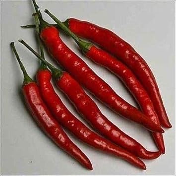 Dark Red Chili Capsicum annuum for planting in urban garden