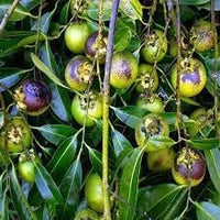 Jujube Zizyphus Fruit Seeds for Planting - Prolific Fruit-Producing Trees for Home Garden, Heirloom Seeds