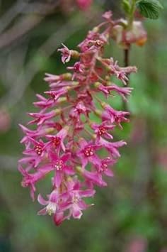 Pink Ribes Sanguineum Flower Seeds for Planting - 100 pcs