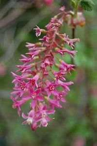 Pink Ribes Sanguineum Flower Seeds for Planting - 100 pcs