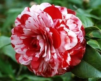 Red White Camellia Flower Seeds ƒ?? Non-GMO, for Garden and Decorative Planting for planting in your garden.