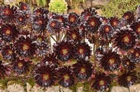 Arboreum Atropureum Flower Seeds for Planting - 100 pcs for planting in your garden.