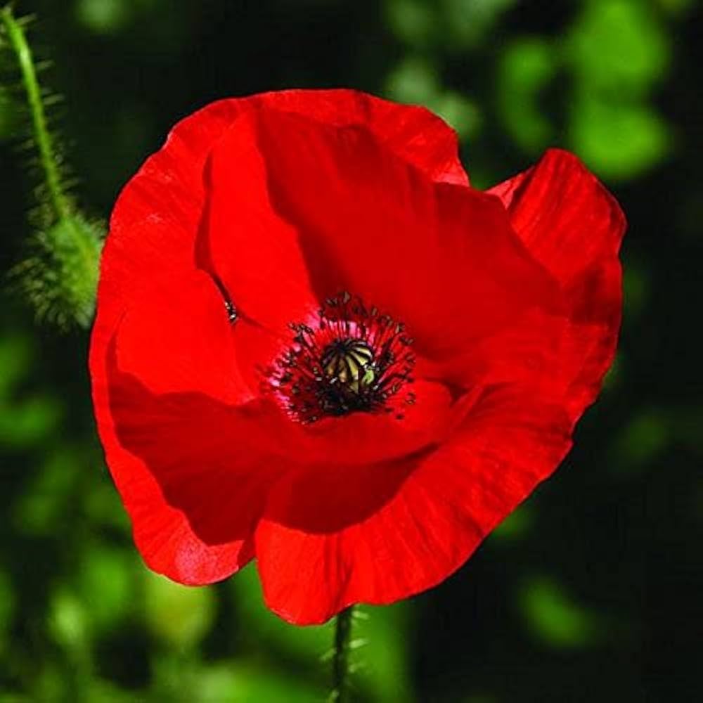 Californica Flower Seeds for Planting, Heirloom, Non-GMO, 100 pcs