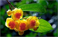 Camellia Flower Seeds for Garden Planting - NOM GMO Seeds for planting in home garden