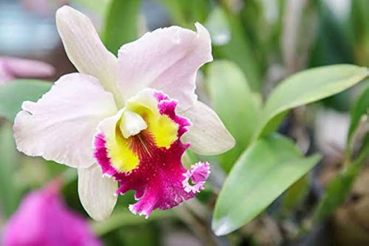 White Pink Cattleya Hybrida Flower Seeds for Planting - NON GMO Seeds