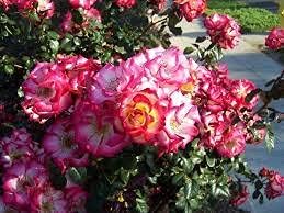Betty Boop Rose Flower Seeds for Planting - Heirloom, Non-GMO Garden Seeds for Your Garden
