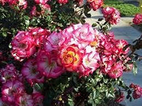 Betty Boop Rose Flower Seeds for Planting - Heirloom, Non-GMO Garden Seeds for Your Garden