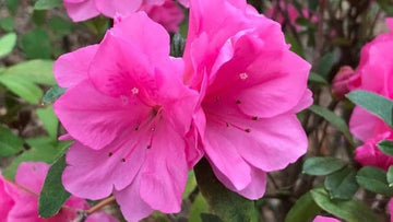 Heirloom Non-GMO Azalea Flower Seeds for Planting – Beautiful Blooming Flowers - Non-GMO for planting in home garden