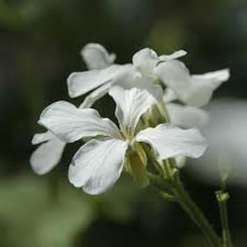 Lunaria (Lunaria scientific name) for planting in garden