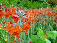 Cockburniana Flower Seeds for Planting - 100 Pcs pcs