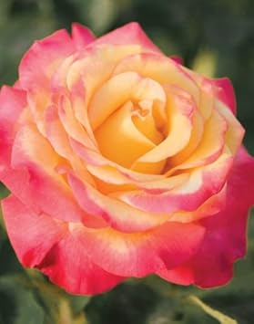 Red (Red scientific name) for planting in garden