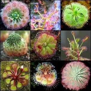 Heirloom Non-GMO Mixed Sundew Plant Seeds for Garden Growing â€“ Carnivorous Insect-Trapping Variety