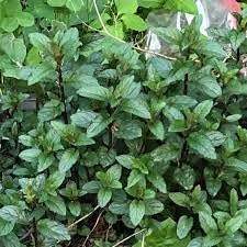 Mint Plant Seeds for Aromatic Herb Gardens and Culinary Use for Planting Scientific Name Placeholder for planting in home garden