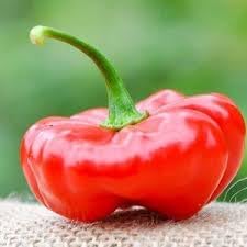 Aji Pepper Seeds for Gardening, 100 Pcs pcs