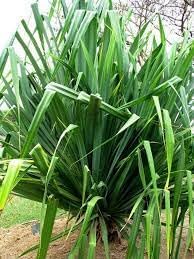 Heirloom Non-GMO Screwpine Plant Seeds for Planting – Tropical Ornamental with Spiral Leaves - Non-GMO for planting in home garden