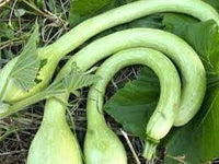 Trombocino Vegetable Seeds for Planting, 100 Pcs pcs