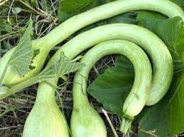 Trombocino Vegetable Seeds for Planting, 100 Pcs pcs