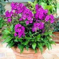 Perennial Flower Seeds 100 pc for Planting 100 pcs - Flower for planting in home garden