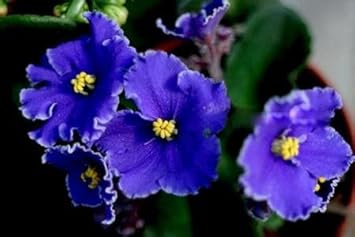 African Violet Flower Seeds for Planting, Blue Blooms, 100 pcs for planting in your garden.