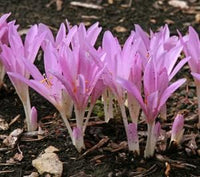 Crocus Flower Seeds Pink for Planting - NON GMO Seeds