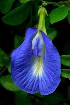 Blue Clitoria Flower Seeds for Planting - 100 pcs