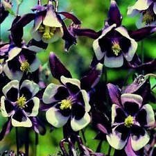 Violet White Columbine William Flower Seeds for Planting - NON GMO Seeds for planting in home garden