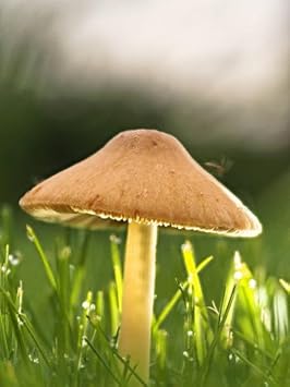 Dark Gray Mushroom Seeds for Planting - 100 Pcs pcs