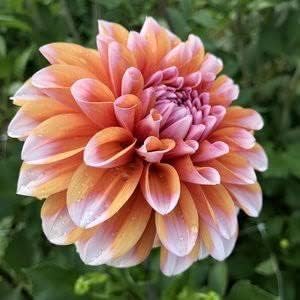 Butterscotch Dahlia Flower Seeds for Planting - Heirloom and Non-GMO Garden Seeds for planting in your garden.