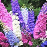 Rocket Larkspur Flower Seeds for Planting - NON GMO Seeds