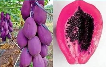 Pink Papaya Fruit Seeds for Planting - Sweet, Tropical Pink Papayas to Plant at Home
