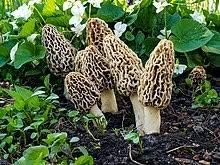 Morel Mushroom Seeds for Planting, Brown, 100 Pcs pcs