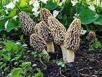 Morel Mushroom Seeds for Planting, Brown, 100 Pcs pcs
