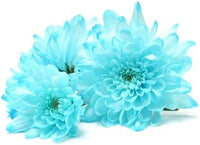 Light Blue Chrysanthemum Flower Seeds for Planting, NON GMO Seeds seeds for planting in home garden