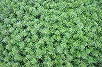 Heirloom Non-GMO Sedum Album Flower Seeds for Planting – Low-Maintenance Ground Cover Blooms