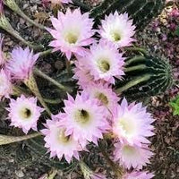 Heirloom Non-GMO Kakteen Flower Seeds for planting in home garden