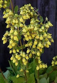 Light Yellow Calceolaria Flower Planting Seeds for Garden NON GMO Seeds for planting in home garden