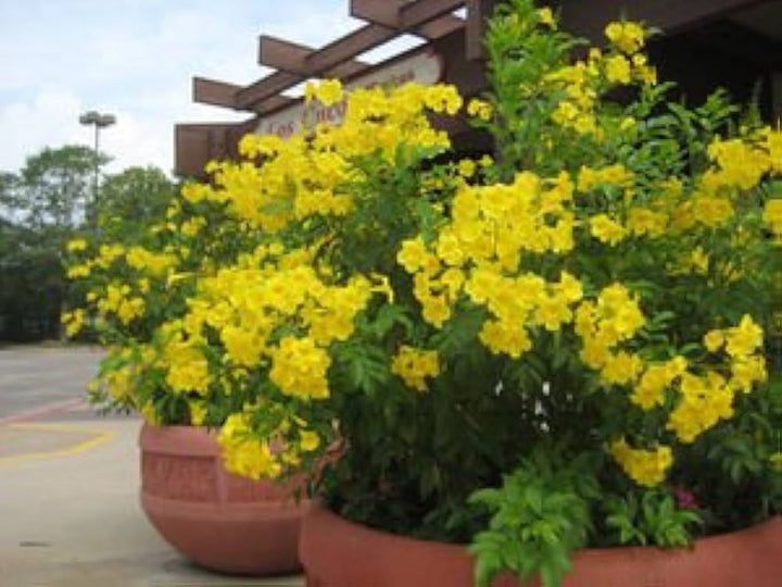 Esperanza Plant Seeds for Planting - NON GMO Seeds