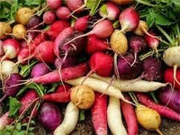 Rainbow Radish Seeds for Planting - 100 Pcs pcs