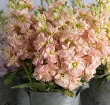 Peach Matthiola Incana Flower Seeds for Planting ƒ?? Heirloom, Non-GMO, Organic Blooms