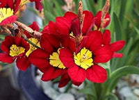 Thick Pink Sparaxis Flower Seeds for Planting - 100 pcs
