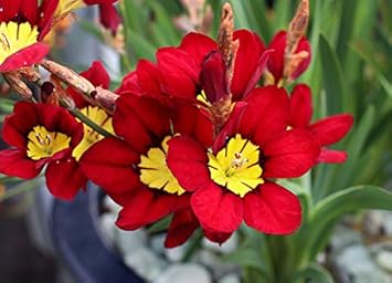 Heirloom Non-GMO Sparaxis Flower Seeds for Planting – Colorful Spring-Blooming Garden Flowers - Non-GMO for planting in home garden